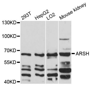 ARSH / Arylsulfatase H Antibody - Western blot analysis of extracts of various cell lines, using ARSH antibody at 1:3000 dilution. The secondary antibody used was an HRP Goat Anti-Rabbit IgG (H+L) at 1:10000 dilution. Lysates were loaded 25ug per lane and 3% nonfat dry milk in TBST was used for blocking. An ECL Kit was used for detection and the exposure time was 30s.