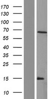 ARSH / Arylsulfatase H Protein - Western validation with an anti-DDK antibody * L: Control HEK293 lysate R: Over-expression lysate