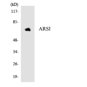 ARSI / Arylsulfatase I Antibody - Western blot analysis of the lysates from HepG2 cells using ARSI antibody.