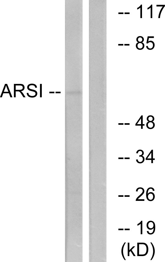 ARSI / Arylsulfatase I Antibody - Western blot analysis of lysates from COS7 cells, using ARSI Antibody. The lane on the right is blocked with the synthesized peptide.