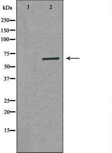 ARSI / Arylsulfatase I Antibody - Western blot analysis of extracts of COS-7 cells using ARSI antibody. The lane on the left is treated with the antigen-specific peptide.