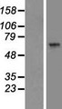 ARSK / Arylsulfatase K Protein - Western validation with an anti-DDK antibody * L: Control HEK293 lysate R: Over-expression lysate