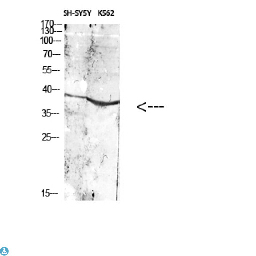 ART1 /CD296 Antibody - Western Blot (WB) analysis of specific cells using Antibody diluted at 1:1000.