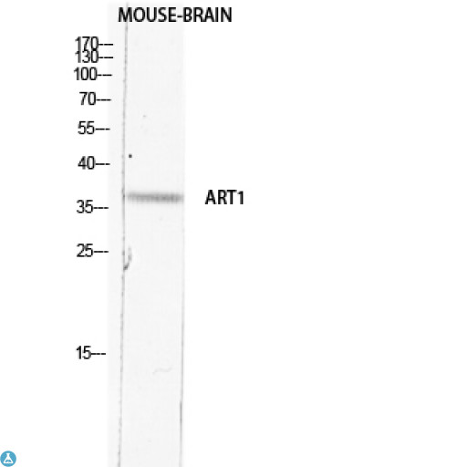 ART1 /CD296 Antibody - Western Blot (WB) analysis of Mouse Brain lysis using ART1 antibody.