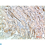 ART4 Antibody - Immunohistochemical analysis of paraffin-embedded human-kidney, antibody was diluted at 1:200.