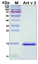 Art v 2 Protein - SDS-PAGE under reducing conditions and visualized by Coomassie blue staining