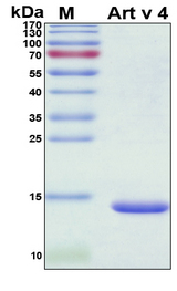 PFN2 / Profilin 2 Protein - SDS-PAGE under reducing conditions and visualized by Coomassie blue staining