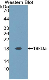 ARTN / Artemin Antibody - Western blot of recombinant ARTN / Artemin.  This image was taken for the unconjugated form of this product. Other forms have not been tested.