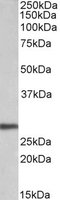 ARTN / Artemin Antibody - ARTN antibody (0.1 ug/ml) staining of HEK293 lysate (35 ug protein/ml in RIPA buffer). Primary incubation was 1 hour. Detected by chemiluminescence.