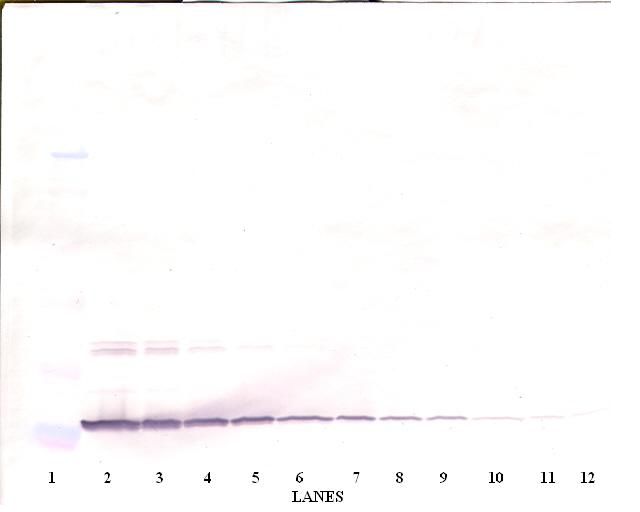 ARTN / Artemin Antibody - Western Blot (non-reducing) of Artemin antibody. This image was taken for the unconjugated form of this product. Other forms have not been tested.