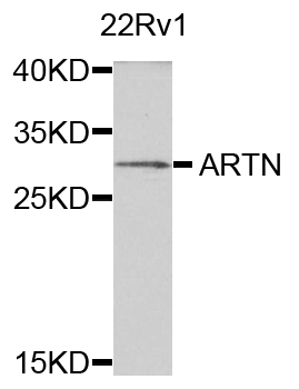 ARTN / Artemin Antibody - Western blot analysis of extracts of 22RV1 cells.