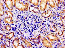 ARTN / Artemin Antibody - Immunohistochemistry image of paraffin-embedded human kidney tissue at a dilution of 1:100