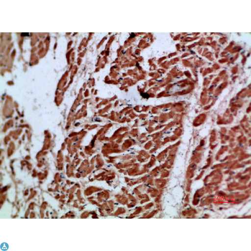 ARTN / Artemin Antibody - Immunohistochemical analysis of paraffin-embedded human-heart, antibody was diluted at 1:200.