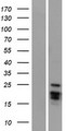 ARTN / Artemin Protein - Western validation with an anti-DDK antibody * L: Control HEK293 lysate R: Over-expression lysate