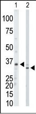 ARTS Antibody - The anti-PRPS1/2/3 antibody is used in Western blot to detect PRPS1/2/3 in mouse kidney tissue lysate (Lane 1) and HeLa cell lysate (Lane 2).