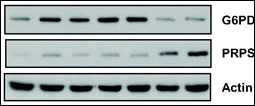 ARTS Antibody - Role of PPP during MSC transformation. (A) G6PD activity decreased during MSC transformation (&#8727;, P=0.0132; t test). Western blot confirms the down-regulation of G6PD and the up-regulation of PRPS at the late stages of transformation.