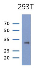 ARTS Antibody - Western Blot: The lysate of 293T (30 ug) were resolved by SDS-PAGE, transferred to PVDF membrane and probed with anti-human PRPS1 antibody (1:1000). Proteins were visualized using a goat anti-mouse secondary antibody conjugated to HRP and an ECL detection system.