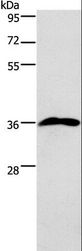 ARTS Antibody - Western blot analysis of 293T cell, using PRPS1/2/1L1 Polyclonal Antibody at dilution of 1:750.