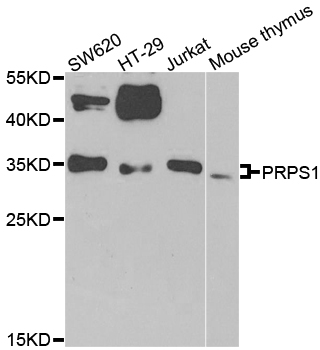 ARTS Antibody - Western blot analysis of extracts of various cell lines.