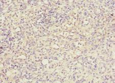 ARTS Antibody - Immunohistochemistry of paraffin-embedded human spleen tissue at dilution 1:100