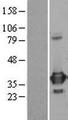 ARTS Protein - Western validation with an anti-DDK antibody * L: Control HEK293 lysate R: Over-expression lysate