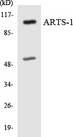 ARTS1 / ERAP1 Antibody - Western blot analysis of the lysates from HepG2 cells using ARTS-1 antibody.