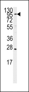 ARTS1 / ERAP1 Antibody - Western blot of anti-ARTS1 Antibody in Ramos cell line lysates (35 ug/lane). ARTS1 (arrow) was detected using the purified antibody.