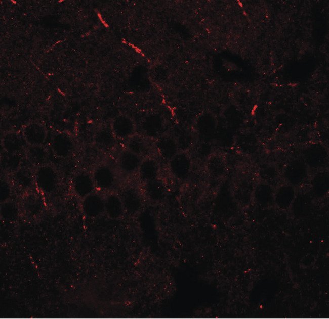 ARTS1 / ERAP1 Antibody - Immunofluorescence of ERAP1 in mouse brain tissue with ERAP1 antibody at 20 ug/ml.