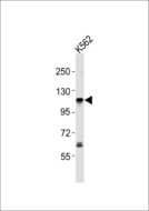 ARTS1 / ERAP1 Antibody - Anti-ERAP1 Antibody at 1:1000 dilution + K562 whole cell lysates Lysates/proteins at 20 ug per lane. Secondary Goat Anti-Rabbit IgG, (H+L),Peroxidase conjugated at 1/10000 dilution Predicted band size : 107 kDa Blocking/Dilution buffer: 5% NFDM/TBST.