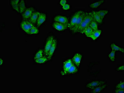 ARTS1 / ERAP1 Antibody - Immunofluorescent analysis of HepG2 cells at a dilution of 1:100 and Alexa Fluor 488-congugated AffiniPure Goat Anti-Rabbit IgG(H+L)