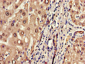 ARTS1 / ERAP1 Antibody - Immunohistochemistry image of paraffin-embedded human liver tissue at a dilution of 1:100