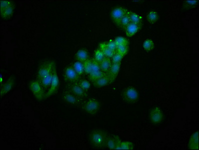 AS3MT Antibody - Immunofluorescence staining of HepG2 cells at a dilution of 1:133, counter-stained with DAPI. The cells were fixed in 4% formaldehyde, permeabilized using 0.2% Triton X-100 and blocked in 10% normal Goat Serum. The cells were then incubated with the antibody overnight at 4 °C.The secondary antibody was Alexa Fluor 488-congugated AffiniPure Goat Anti-Rabbit IgG (H+L) .
