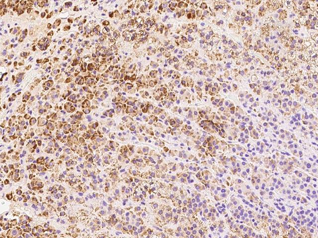 AS3MT Antibody - Immunochemical staining of human AS3MT in human adrenal gland with rabbit polyclonal antibody at 1:100 dilution, formalin-fixed paraffin embedded sections.