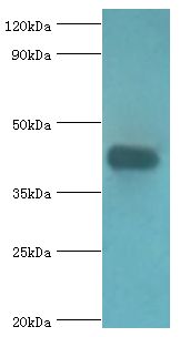 ASAH1 / Acid Ceramidase Antibody - Western blot. All lanes: Acid ceramidase antibody at 6 ug/ml+mouse heart tissue. Secondary antibody: Goat polyclonal to rabbit at 1:10000 dilution. Predicted band size: 45 kDa. Observed band size: 45 kDa.