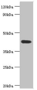 ASAH1 / Acid Ceramidase Antibody - Western blot All lanes: Acid ceramidase antibody at 6µg/ml + Mouse heart tissue Secondary Goat polyclonal to rabbit IgG at 1/10000 dilution Predicted band size: 45, 47 kDa Observed band size: 45 kDa