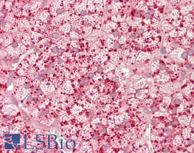 ASAH1 / Acid Ceramidase Antibody - Human Adrenal: Formalin-Fixed, Paraffin-Embedded (FFPE).  This image was taken for the unconjugated form of this product. Other forms have not been tested.