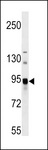 ASAH2 Antibody - ASAH2 Antibody western blot of mouse bladder tissue lysates (35 ug/lane). The ASAH2 antibody detected the ASAH2 protein (arrow).