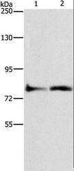 ASAH2 Antibody - Western blot analysis of Lovo cell and mouse heart tissue, using ASAH2 Polyclonal Antibody at dilution of 1:270.