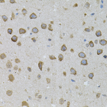 ASAH2 Antibody - Immunohistochemistry of paraffin-embedded mouse brain tissue.