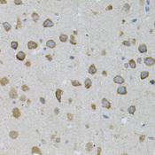 ASAH2 Antibody - Immunohistochemistry of paraffin-embedded mouse brain tissue.