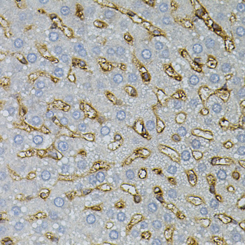 ASAH2 Antibody - Immunohistochemistry of paraffin-embedded rat liver tissue.