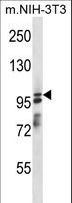 ASAP1 Antibody - ASAP1 Antibody western blot of mouse NIH-3T3 cell line lysates (35 ug/lane). The ASAP1 antibody detected the ASAP1 protein (arrow).