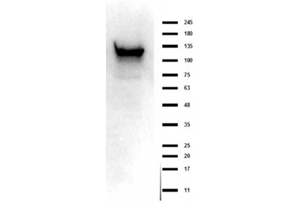 ASAP1 Antibody - Western Blot of rabbit anti-ASAP1 antibody. Lane 1: ASAP1 transfected lysate. Load: 35 µg per lane. Primary antibody: ASAP1 antibody at 1:1000 for overnight at 4°C. Secondary antibody: rabbit secondary HRP antibody at 1:70,000 for 30 min at RT. Block: BlockOut overnight at 4°C. Predicted/Observed size: 125 kda for ASAP1.