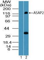 ASAP2 / DDEF2 Antibody - Western blot of ASAP2 in human brain lysate using 1) preimmune sera at 1:5000 and 2) protein A purified Polyclonal Antibody to ASAP2 at 1.0 ug/ml. Goat anti-rabbit Ig HRP secondary antibody, and PicoTect ECL substrate solution, were used for this test.