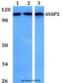 ASAP2 / DDEF2 Antibody - Western blot of ASAP2 antibody at 1:500 dilution. Lane 1: HEK293T whole cell lysate. Lane 2: sp2/0 whole cell lysate. Lane 3: H9C2 whole cell lysate.