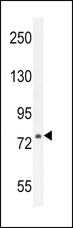 ASAP3 Antibody - ASAP3 Antibody western blot of CHO cell line lysates (35 ug/lane). The ASAP3 antibody detected the ASAP3 protein (arrow).