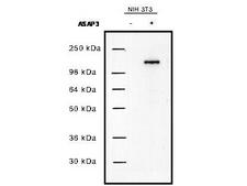 ASAP3 Antibody - Anti-UPLC1/ASAP3 Antibody - Western Blot. Western blot of protein A purified anti-UPLC1/ASAP3 antibody shows detection of UPLC1/ASAP3 in NIH/3T3 cells over-expressing the protein. Cell extracts (5 ug) were resolved by electrophoresis and transferred to nitrocellulose. The membrane was probed with anti-UPLC1/ASAP3 at a 1:10000 dilution. Personal Communication, Vi Luan HA, CCR-NCI, Bethesda, MD.