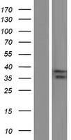 ASB1 Protein - Western validation with an anti-DDK antibody * L: Control HEK293 lysate R: Over-expression lysate