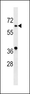 ASB10 Antibody - ASB10 Antibody western blot of K562 cell line lysates (35 ug/lane). The ASB10 antibody detected the ASB10 protein (arrow).
