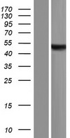 ASB10 Protein - Western validation with an anti-DDK antibody * L: Control HEK293 lysate R: Over-expression lysate